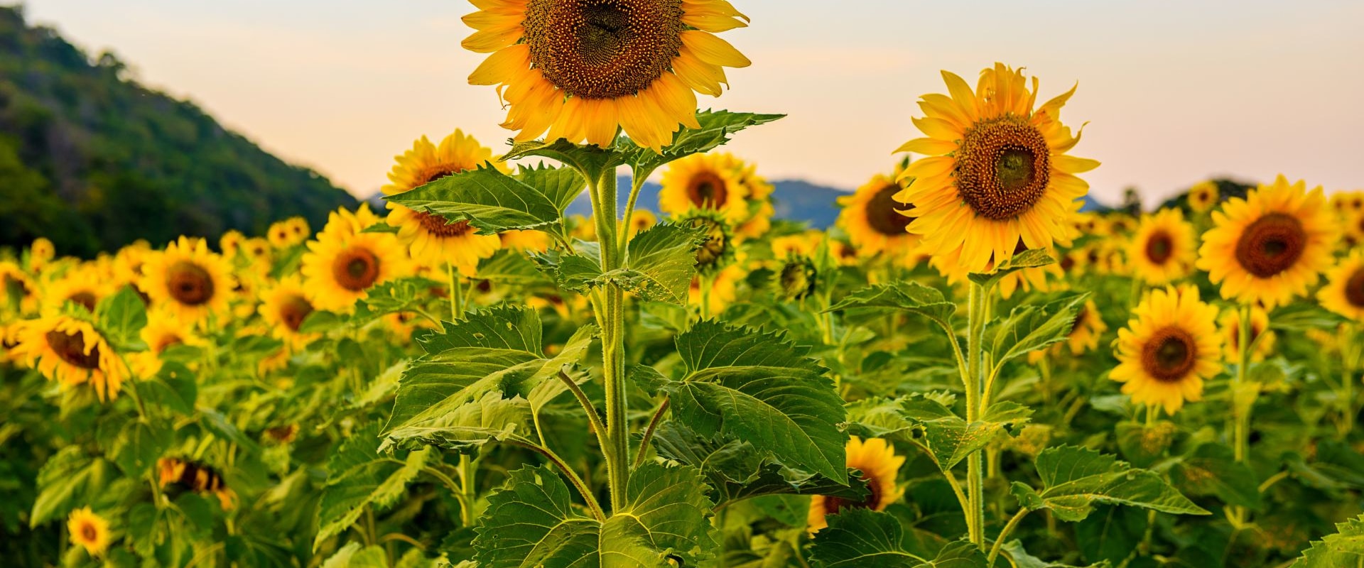 Are Sunflowers Perennials or Annuals? Your Complete Guide to Sunflower Varieties