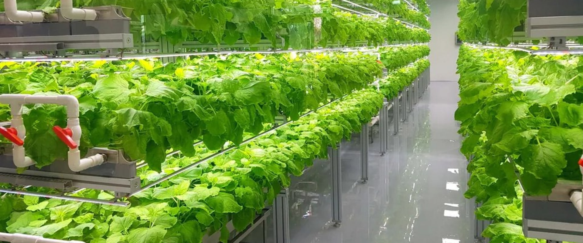 Why Organic Agriculture is the Sustainable Choice for the Environment