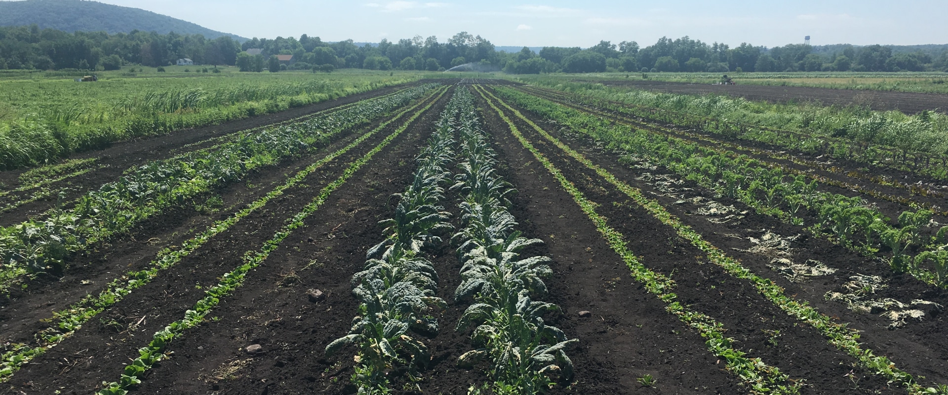 The Benefits of Sustainable Farming: An Expert Perspective