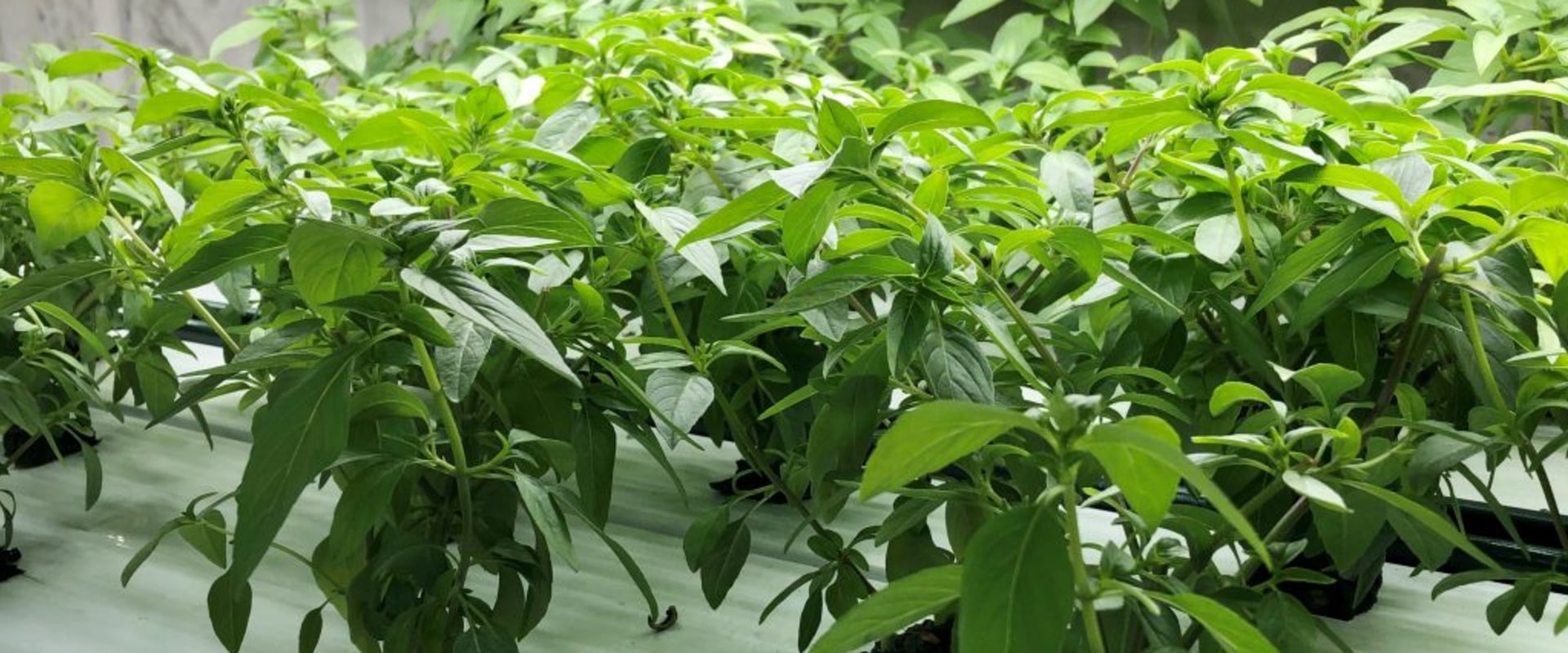 The Benefits of Sustainable Farming for Environmental Stewardship