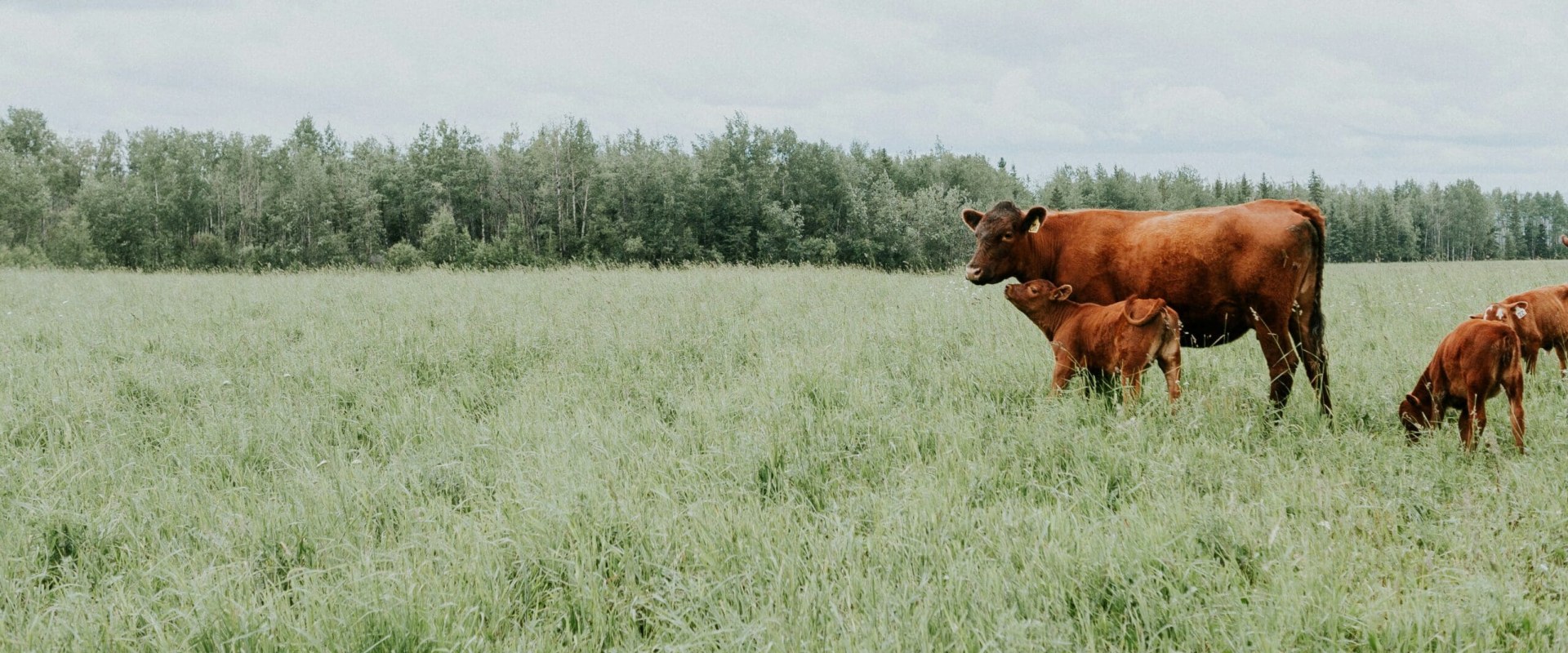 What’s the Difference Between a Farm and a Ranch? Learn How Land and Livestock Define Each One