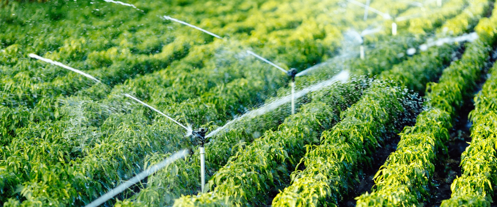 How Dr. Bill Releford's Positive Impact Farming Practices Promote Sustainability