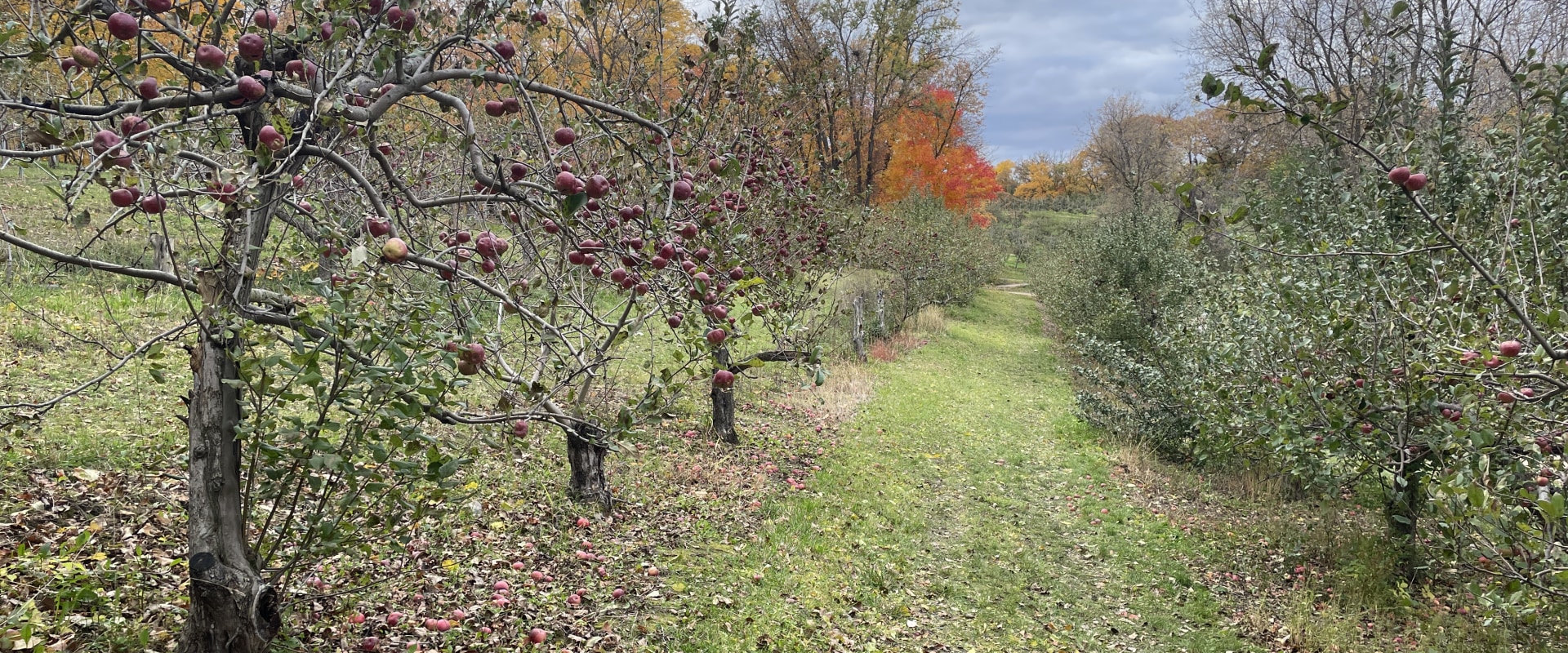 What Is an Orchard? From Ancient Cultivation to Modern Food Systems