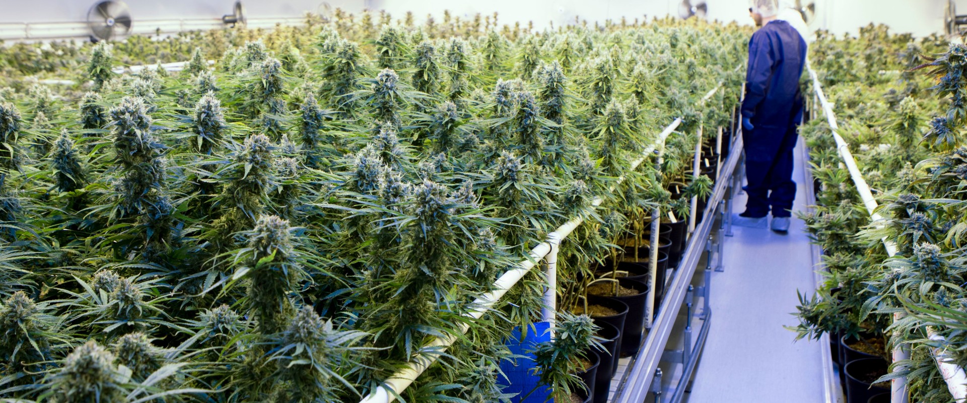Is Frosted Kush Easy to Grow? Cultivation Difficulty Explained