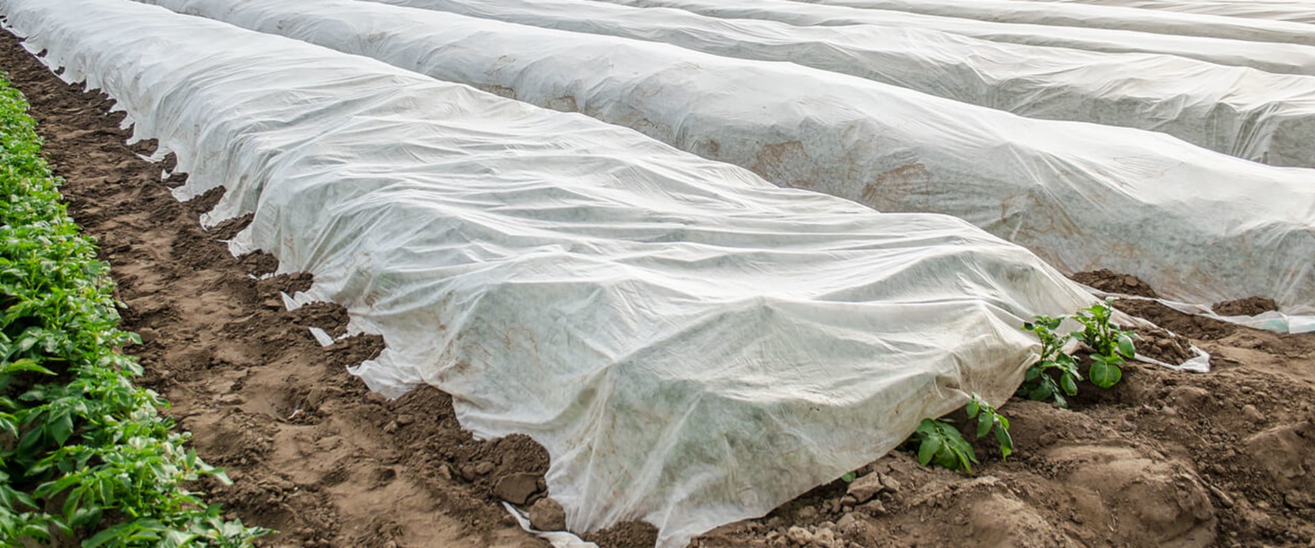 Beyond the Harvest: What Do Farmers Do in the Winter to Keep Their Farms Thriving?