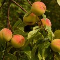 When Is Peach Season in California? A Complete Guide to the Best Time for Fresh, Juicy Peaches