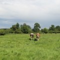 The Challenges of Sustainable Farming: A Closer Look at the Hidden Disadvantages
