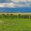 Confused by the Terms? Ranch vs Farm vs Homestead Explained