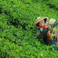 The Importance of Sustainable Agriculture: An Expert's Perspective