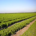 How The Organic Harvesting Experience At Bloom Ranch Of Acton Promotes Sustainable Farming