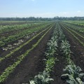 The Benefits of Sustainable Farming: An Expert Perspective