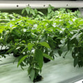 The Benefits of Sustainable Farming for Environmental Stewardship
