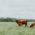 What’s the Difference Between a Farm and a Ranch? Learn How Land and Livestock Define Each One