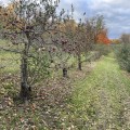 What Is an Orchard? From Ancient Cultivation to Modern Food Systems