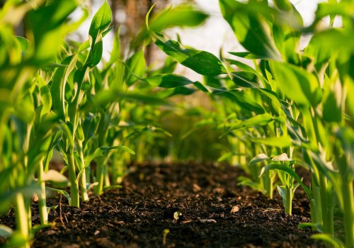 Sustainable Agriculture: A Necessity for Our Planet's Future