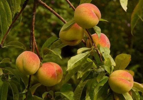 When Is Peach Season in California? A Complete Guide to the Best Time for Fresh, Juicy Peaches