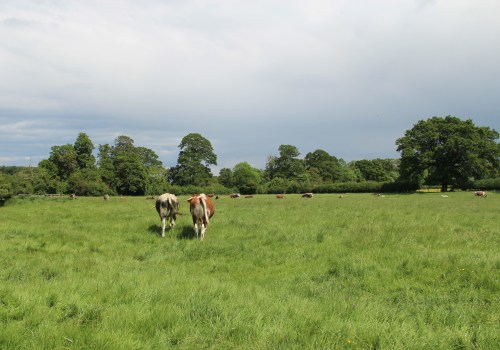 The Challenges of Sustainable Farming: A Closer Look at the Hidden Disadvantages