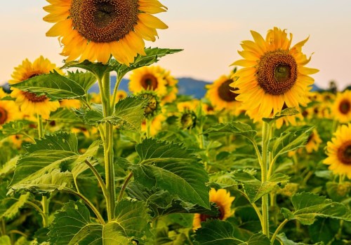 Are Sunflowers Perennials or Annuals? Your Complete Guide to Sunflower Varieties