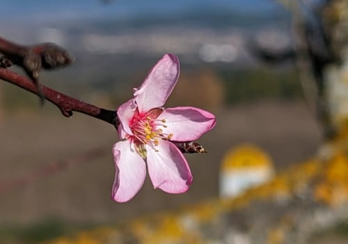 The Joy of Seeing the First Flowers of Spring: Discover the Beautiful Blooms That Signal the End of Winter