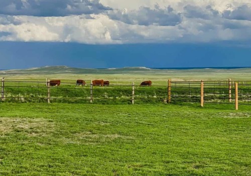 Confused by the Terms? Ranch vs Farm vs Homestead Explained