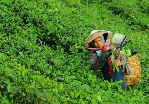 The Importance of Sustainable Agriculture: An Expert's Perspective