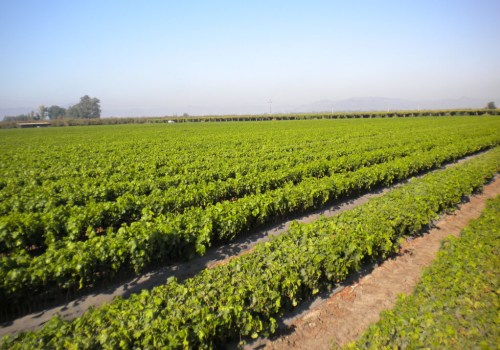 How The Organic Harvesting Experience At Bloom Ranch Of Acton Promotes Sustainable Farming