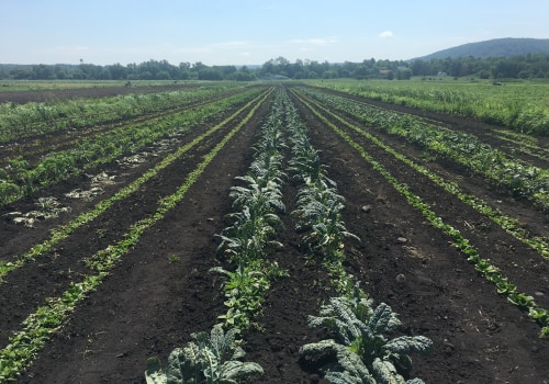 The Benefits of Sustainable Farming: An Expert Perspective