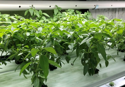 The Benefits of Sustainable Farming for Environmental Stewardship