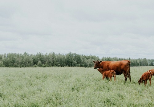 What’s the Difference Between a Farm and a Ranch? Learn How Land and Livestock Define Each One