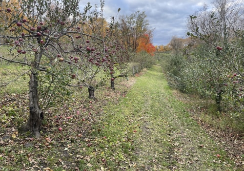 What Is an Orchard? From Ancient Cultivation to Modern Food Systems